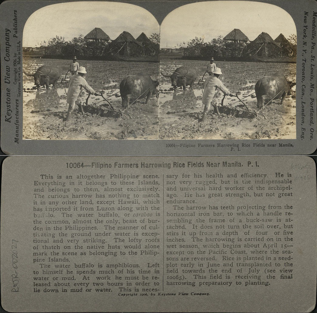 Filipino Farmers Harrowing Rice Fields near Manila, P. I.